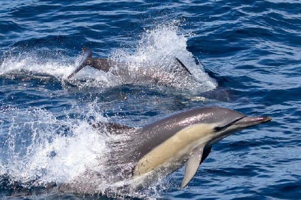 澳大利亚史蒂芬港赏豚滑沙一日游（悉尼往返）